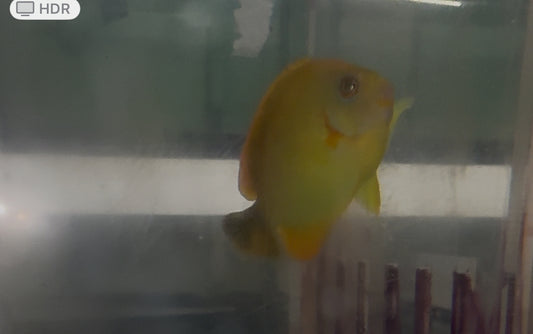 Lemonpeel Hybrid (3" captive bred)