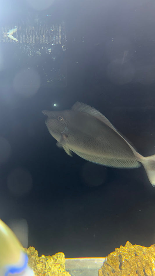Spotted Unicorn Tang-Adult (10")