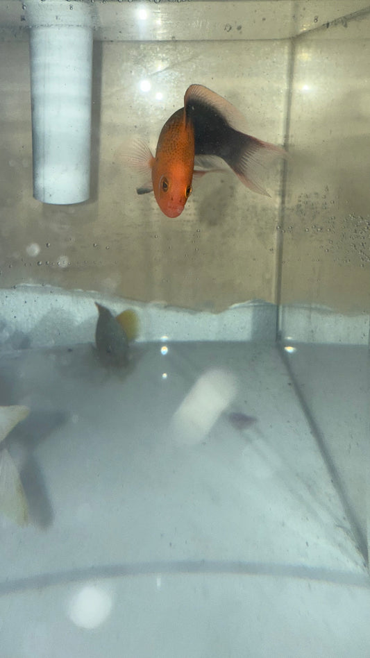Elongate Dottyback (Pseudochromis elongatus)