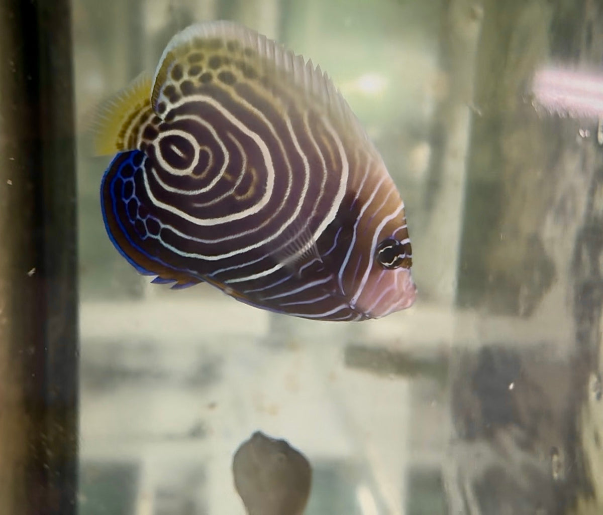 Imperator Angelfish Transitioning from Juv. to Adult Coloration WYSIWYG (3.5")