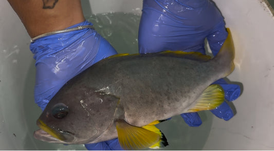 Blue and Yellow (Cobalt) Grouper-4"