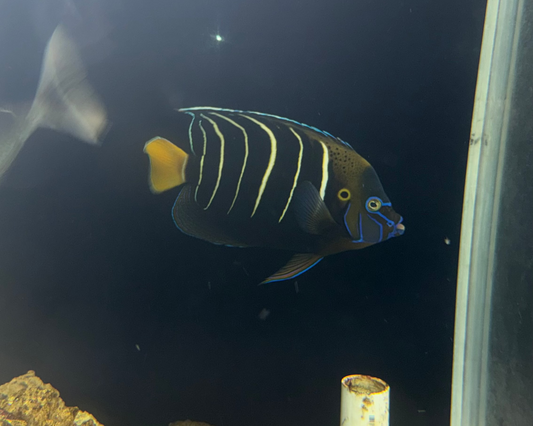Chrysurus Angel | Pomacanthus Chrysurus (show size 10-11”) WYSIWYG