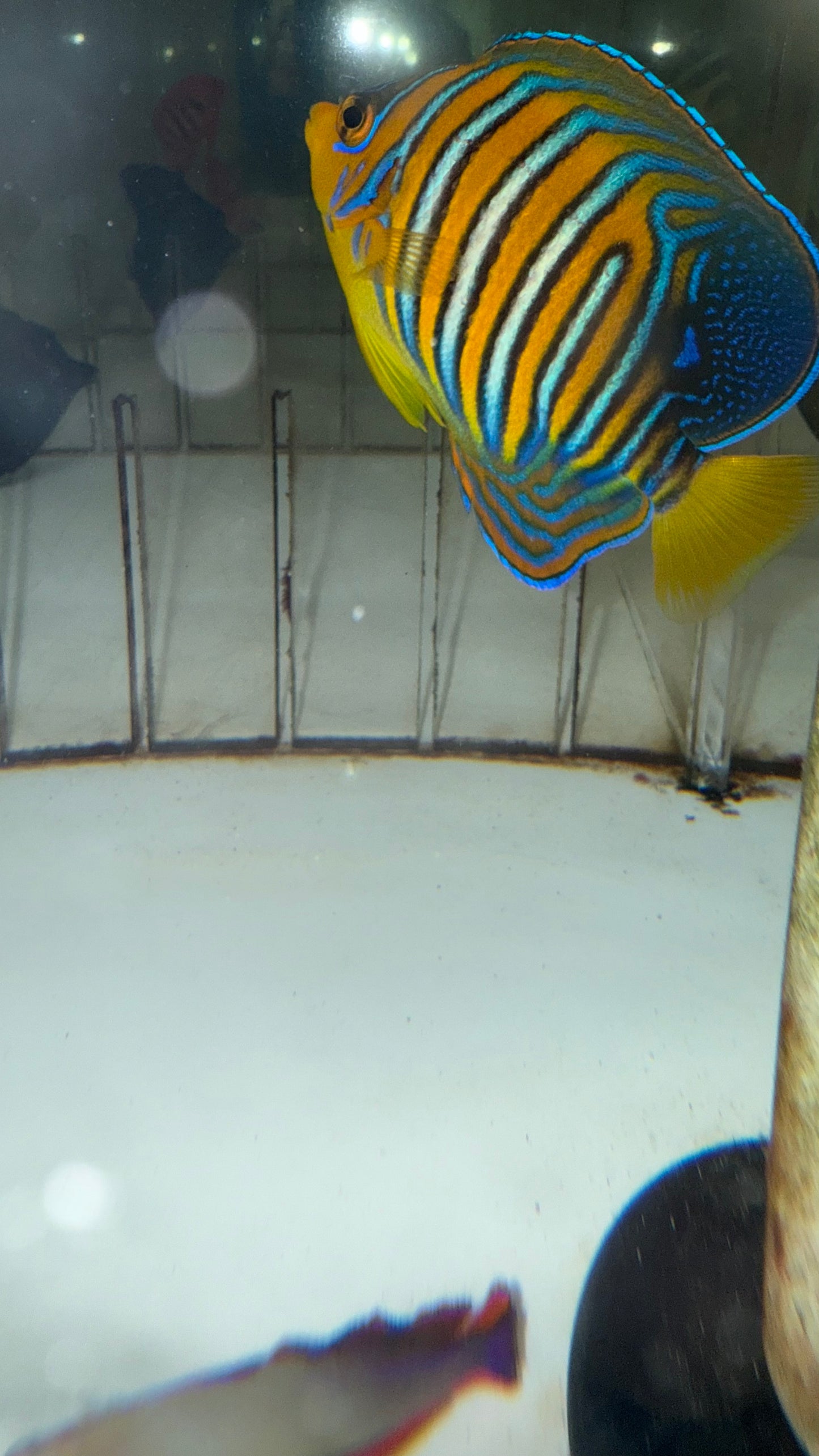 Maldives Regal Angel (3 inch misbar) WYSIWYG