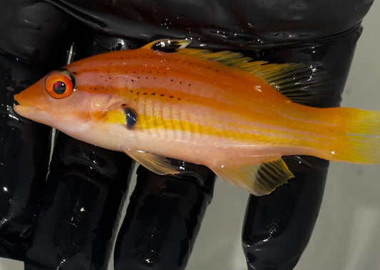 Five Stripe Hogfish | Bodianus paraleucosticticus (4")