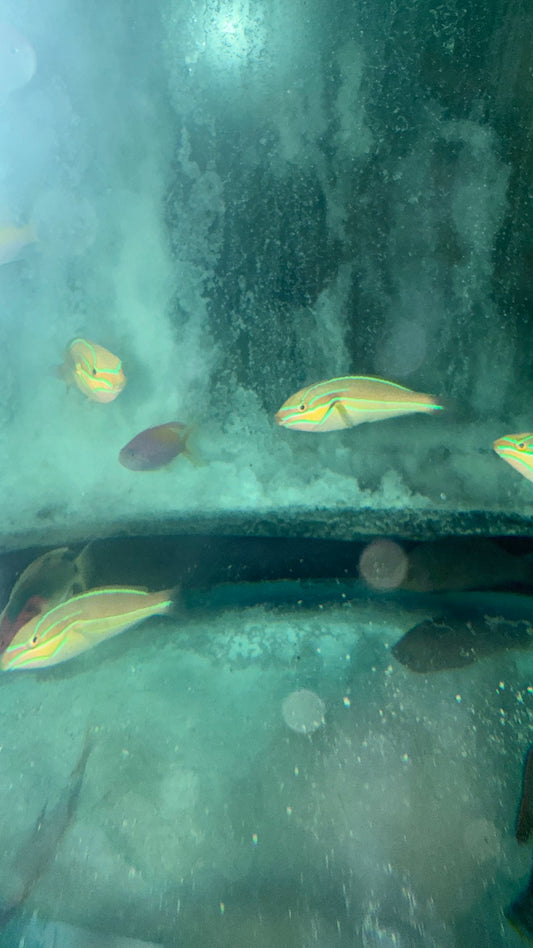 Bluelined wrasse (Stethojulis albovittata)