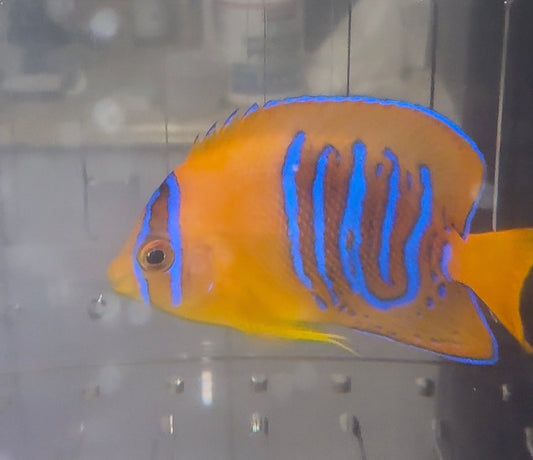 Clarion Angel | Holacanthus clarionensis (3-4" CB)