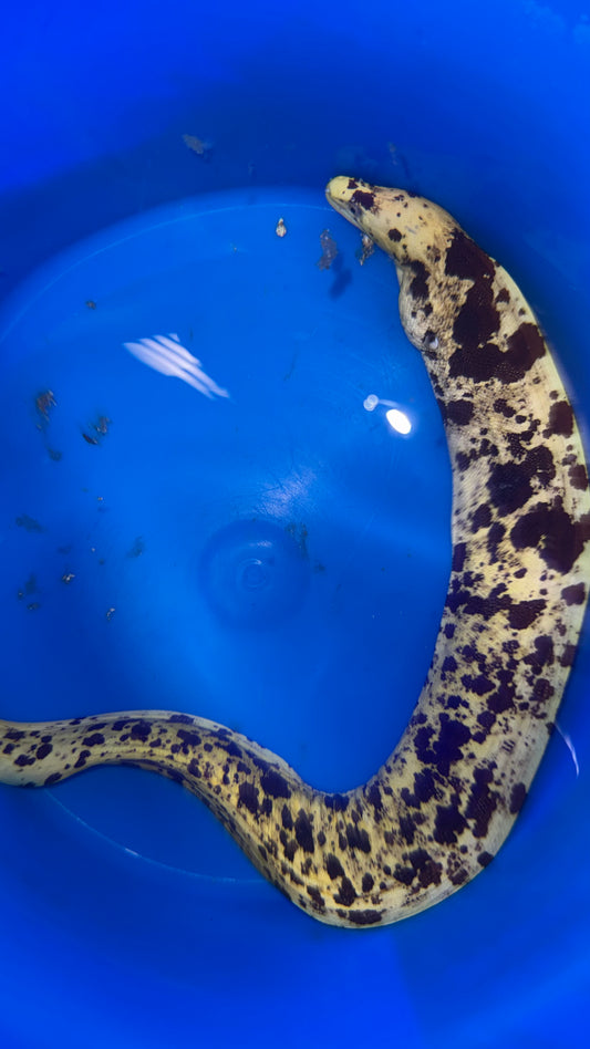 Yellow Banana Eel (18" WYSIWYG)