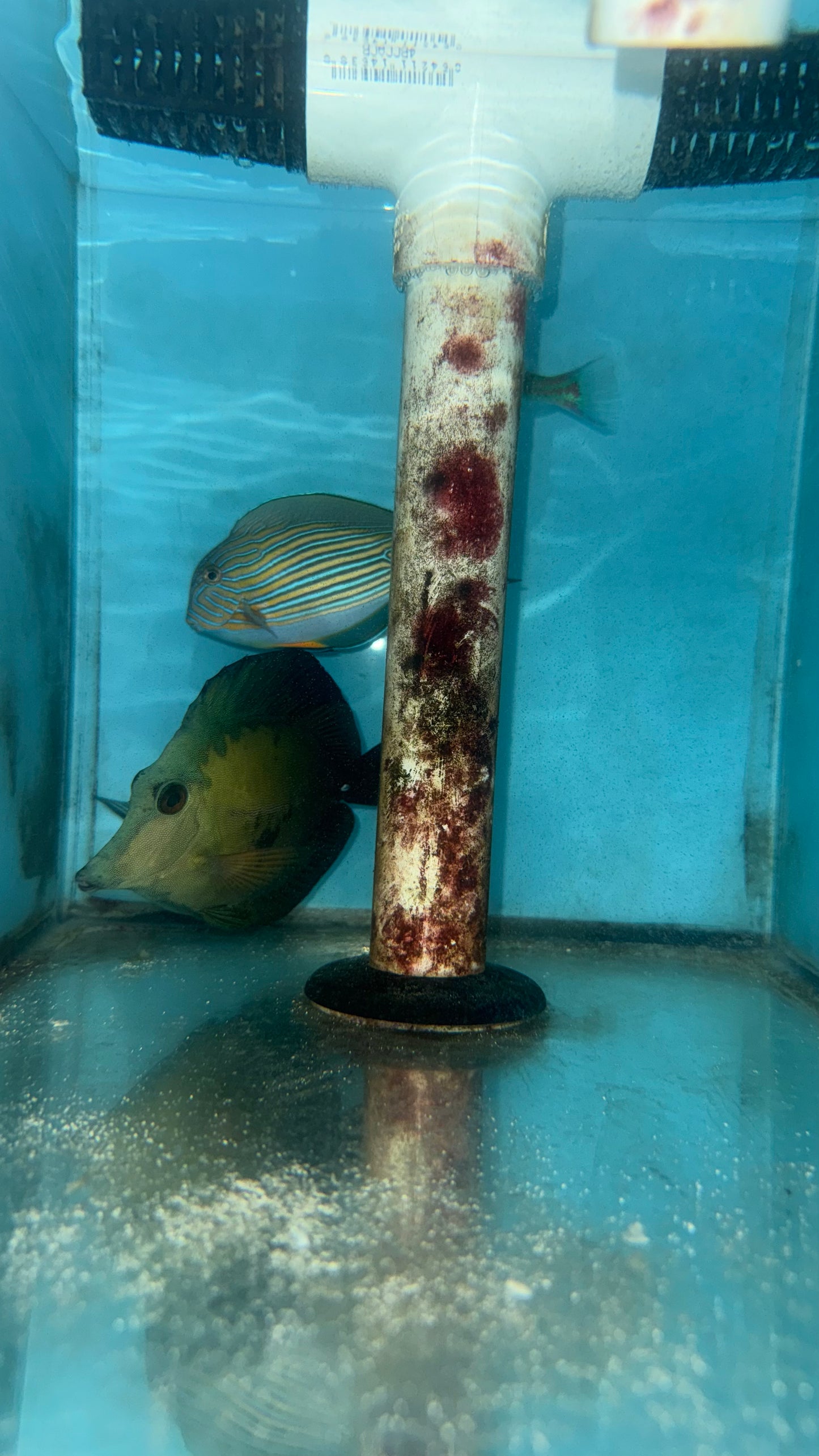 Blue Face Koi Scopas Tang wysiwyg #2 (4-6")