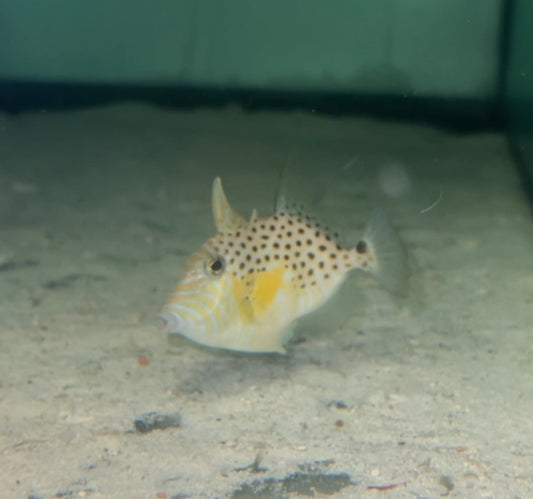 Golden Heart Trigger (2-3" juvenile)