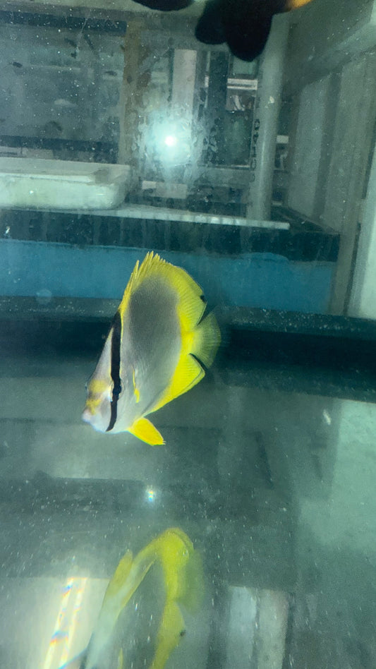 Spotfin Butterflyfish (Chaetodon ocellatus)