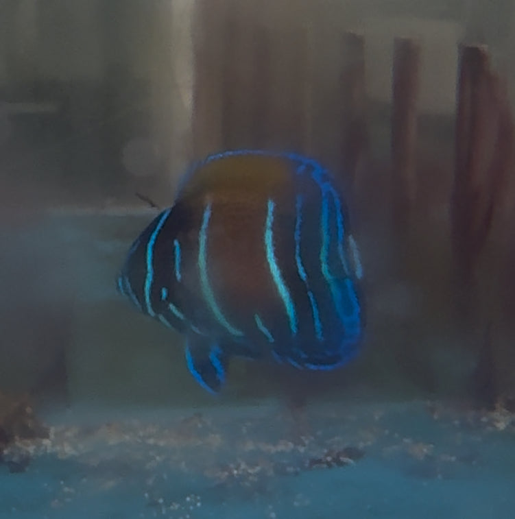 BA Majestic Angel (1" Juvenile captive bred)