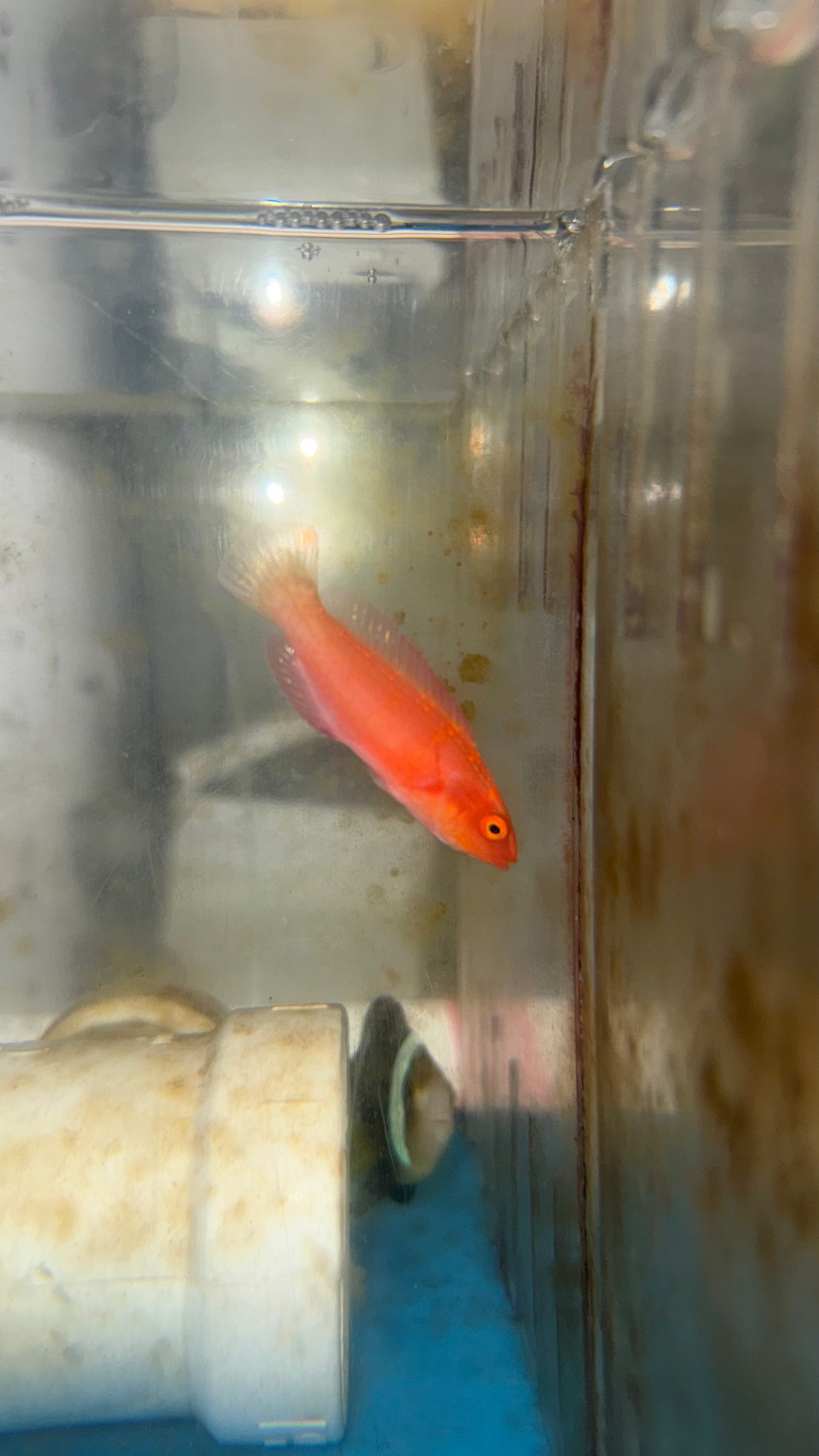 Magma Wrasse (Cirrhilabrus sp)-Newly discovered wrasse (3" male)