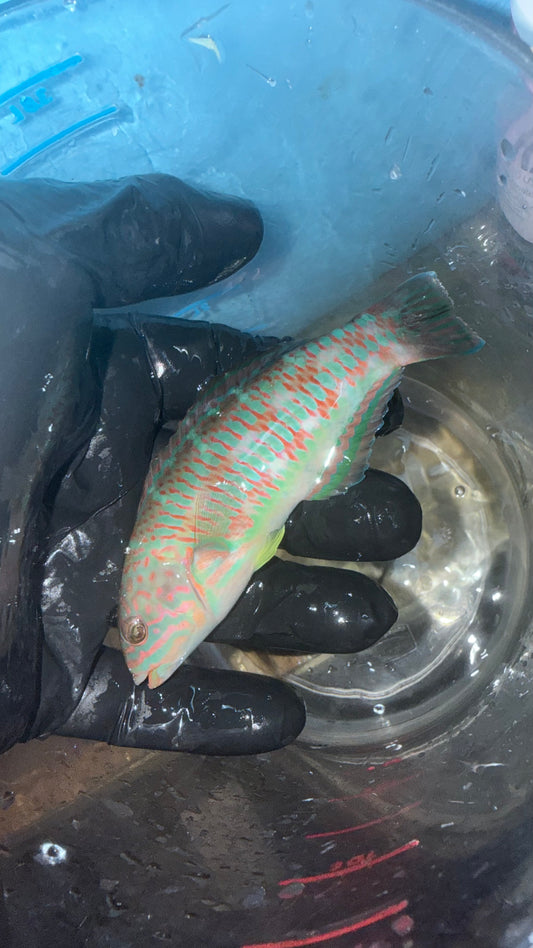 Christmas Wrasse-Thalassoma triobatum (Christmas Island)