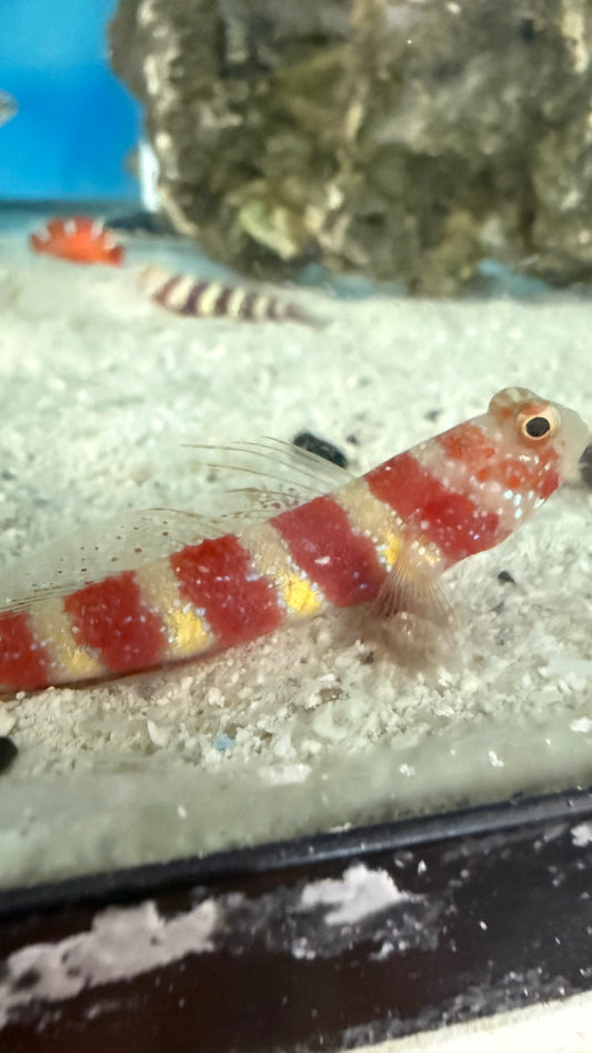Wheeler's Shrimp Goby fish (Amblyeleotris wheeleri)
