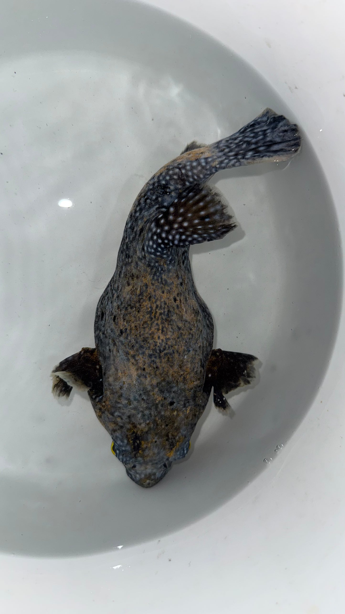 Transitioning Guinea Fowl/Golden Puffer fish 10”