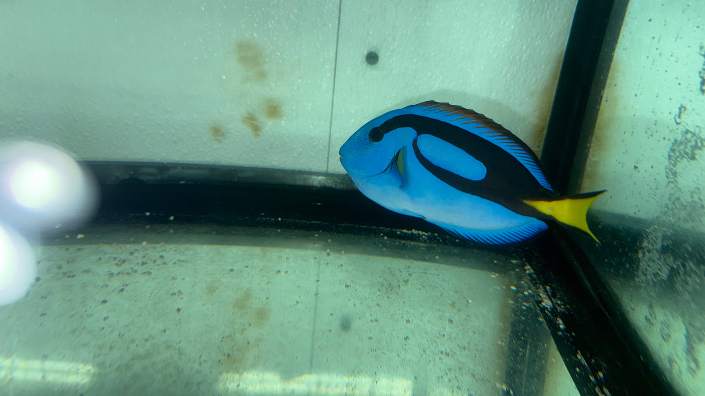 Blue Hippo Tang-L (4-6")