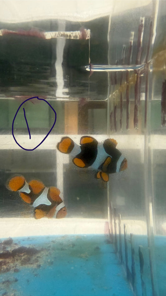 True Percula Clownfish-super black pair (WYSIWYG #11)