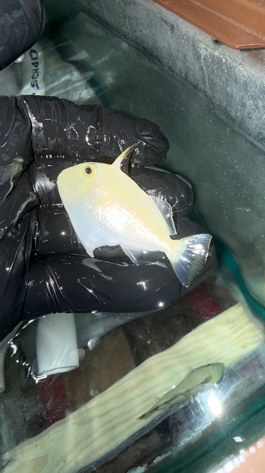 Juv Goldenback Trigger-2" | Xanthichthys  caeruleolineatus