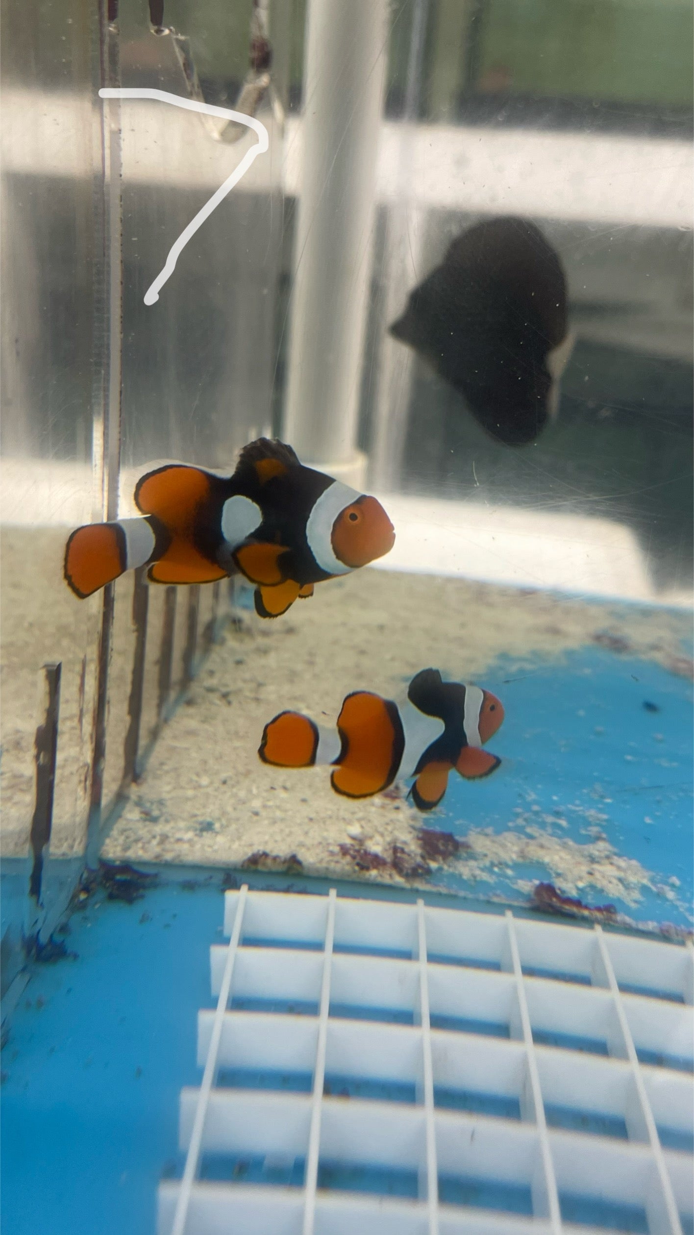 True Percula Clownfish-super black pair 7