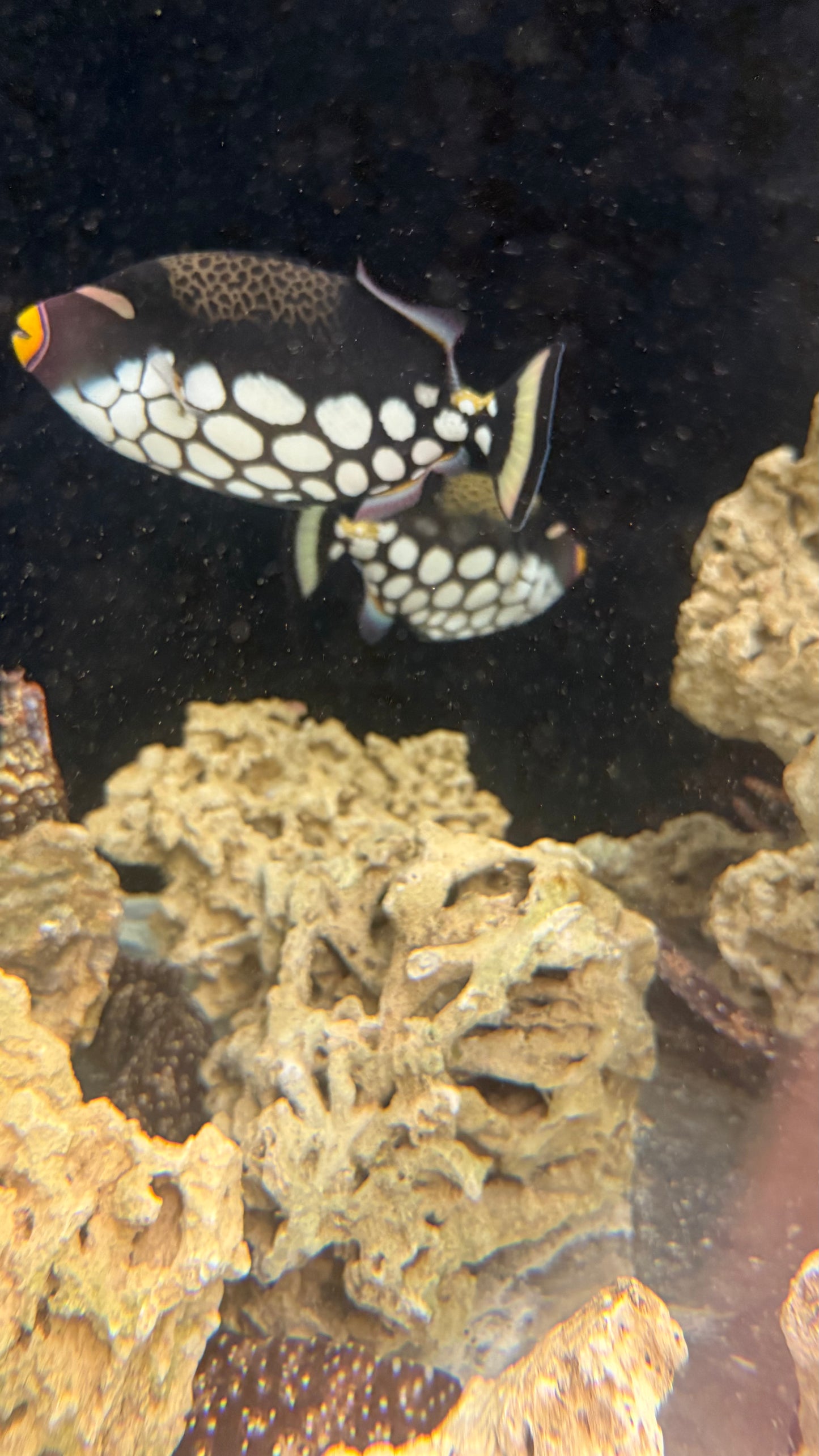 Clown Trigger | Balistoides conspicillum (PAIR-8-9" EACH)