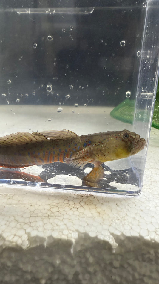 CRESTED OYSTER GOBY | Cryptocentroides gobiodes (Australia, 3")