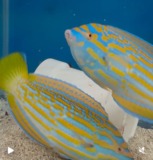Lennardi Wrasse (5-6")