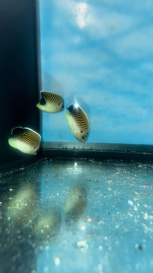 TRIO of Tiger Angelfish (2" juv) (Apolemichthys kingi ) WYSIWYG