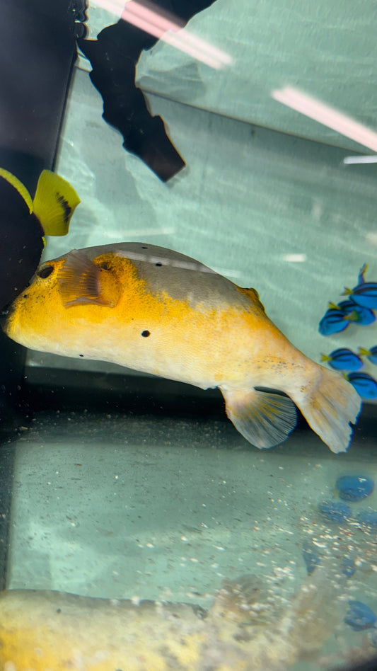 Dog Face Puffer-Yellow Belly (8")