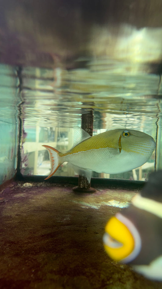 Goldenback Trigger-12”