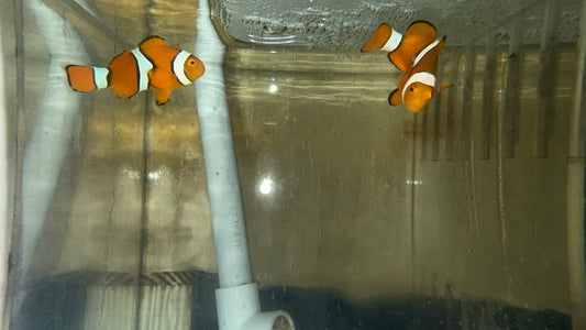 True Percula Clownfish Pair-Solomon Island #2