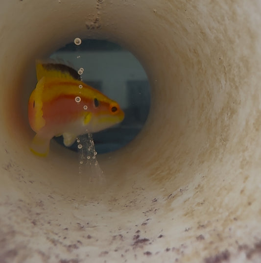 Two-Spot Hogfish-XXL