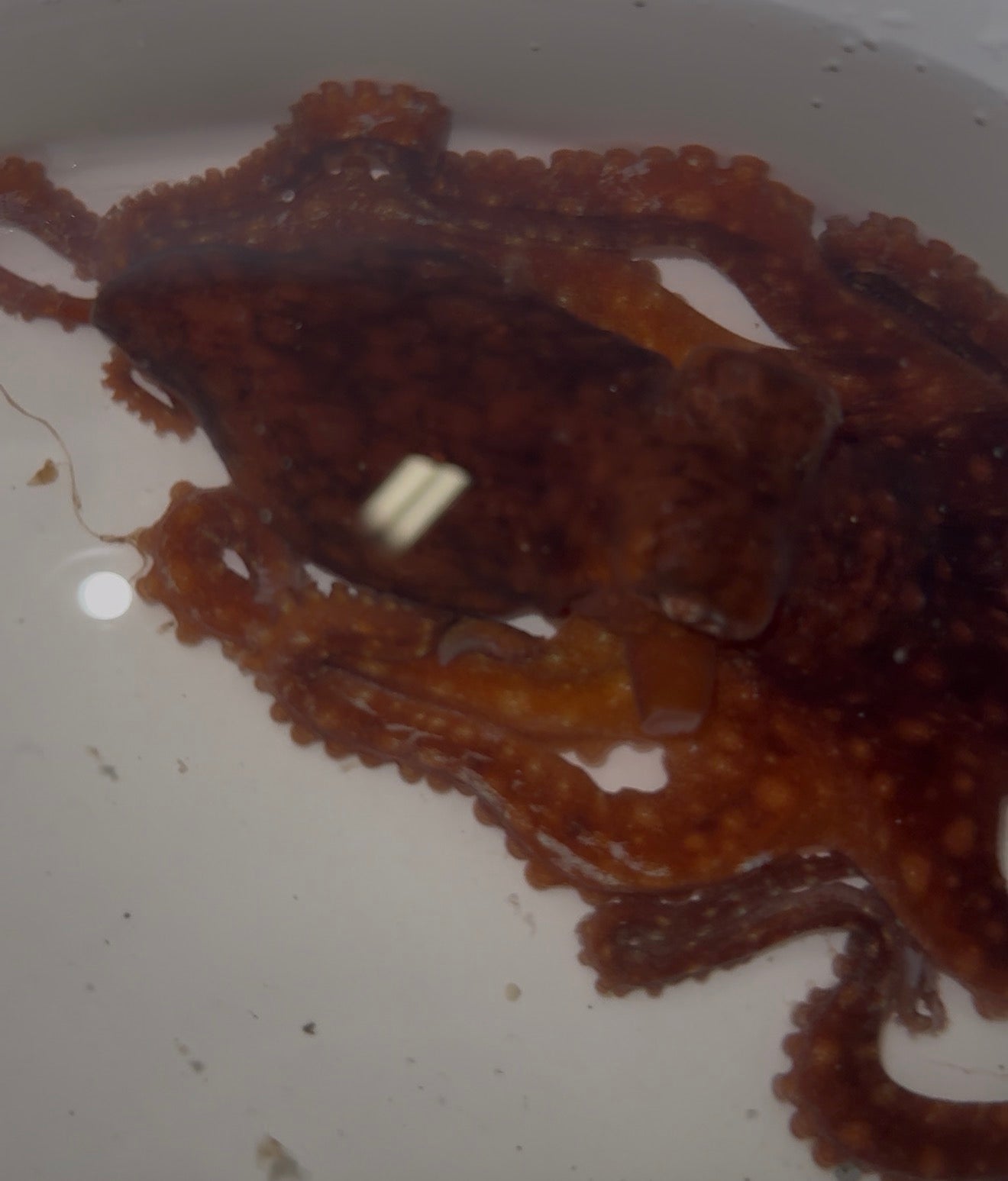 Red Starry Octopus | Callistoctopus luteus