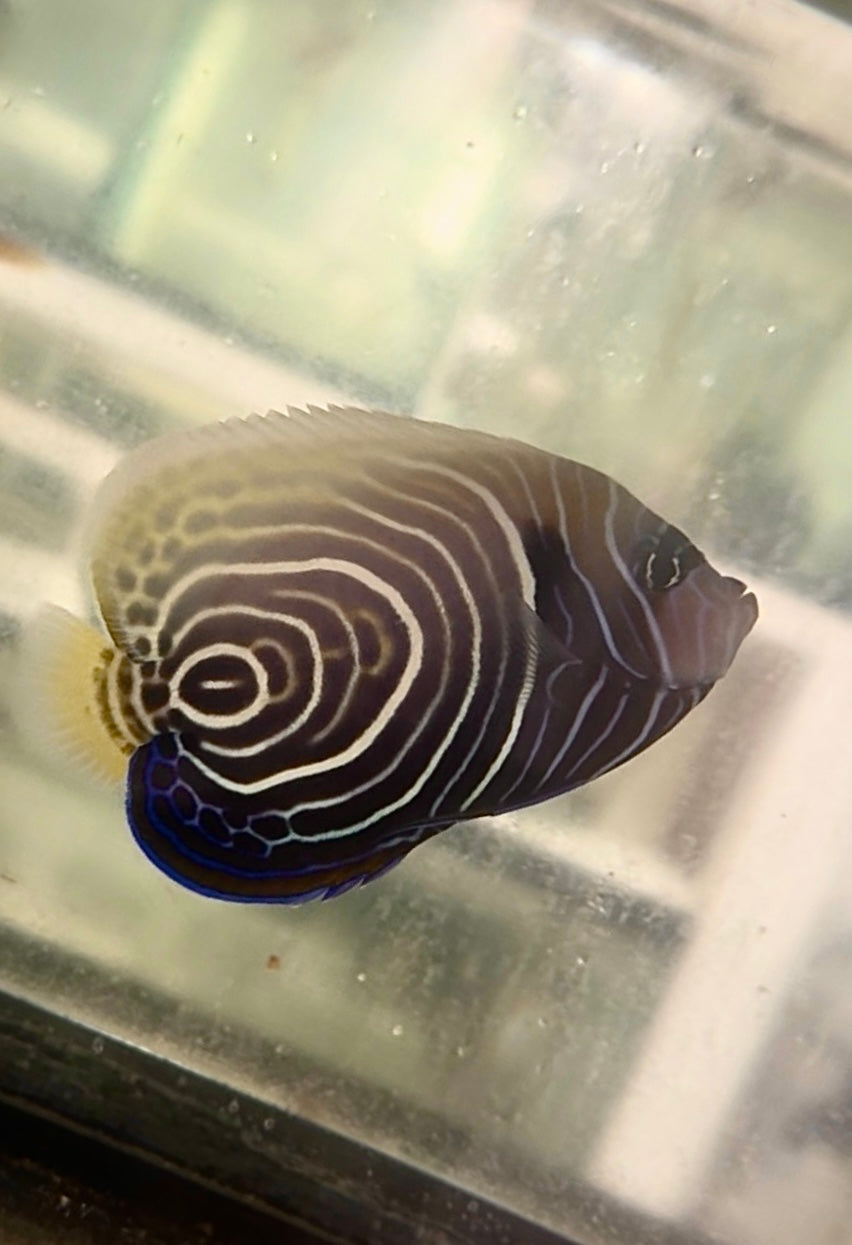 Imperator Angelfish Transitioning from Juv. to Adult Coloration WYSIWYG (3.5")