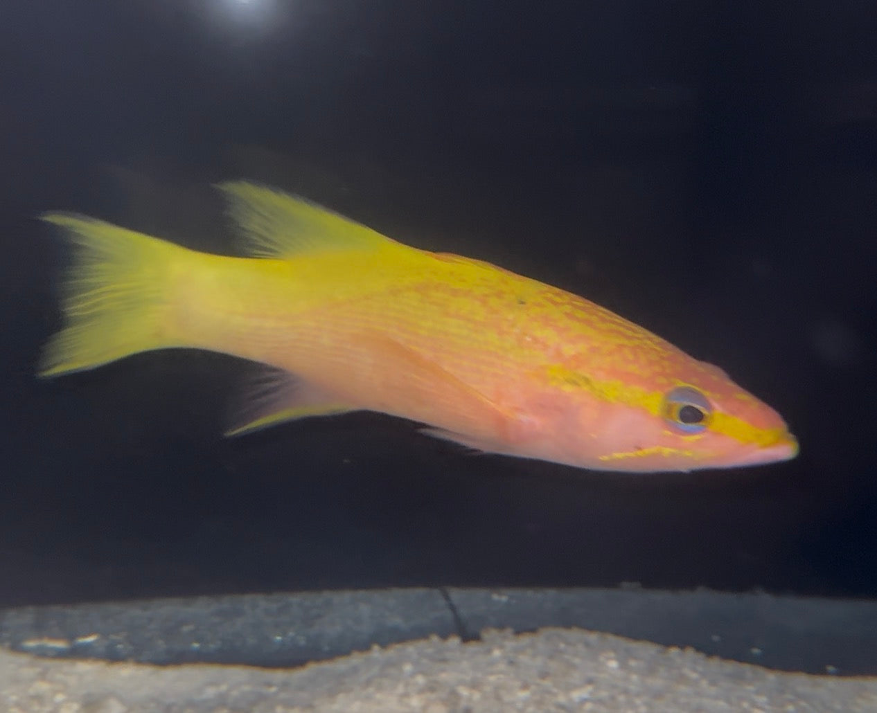 Liopropoma latifasciatum SP