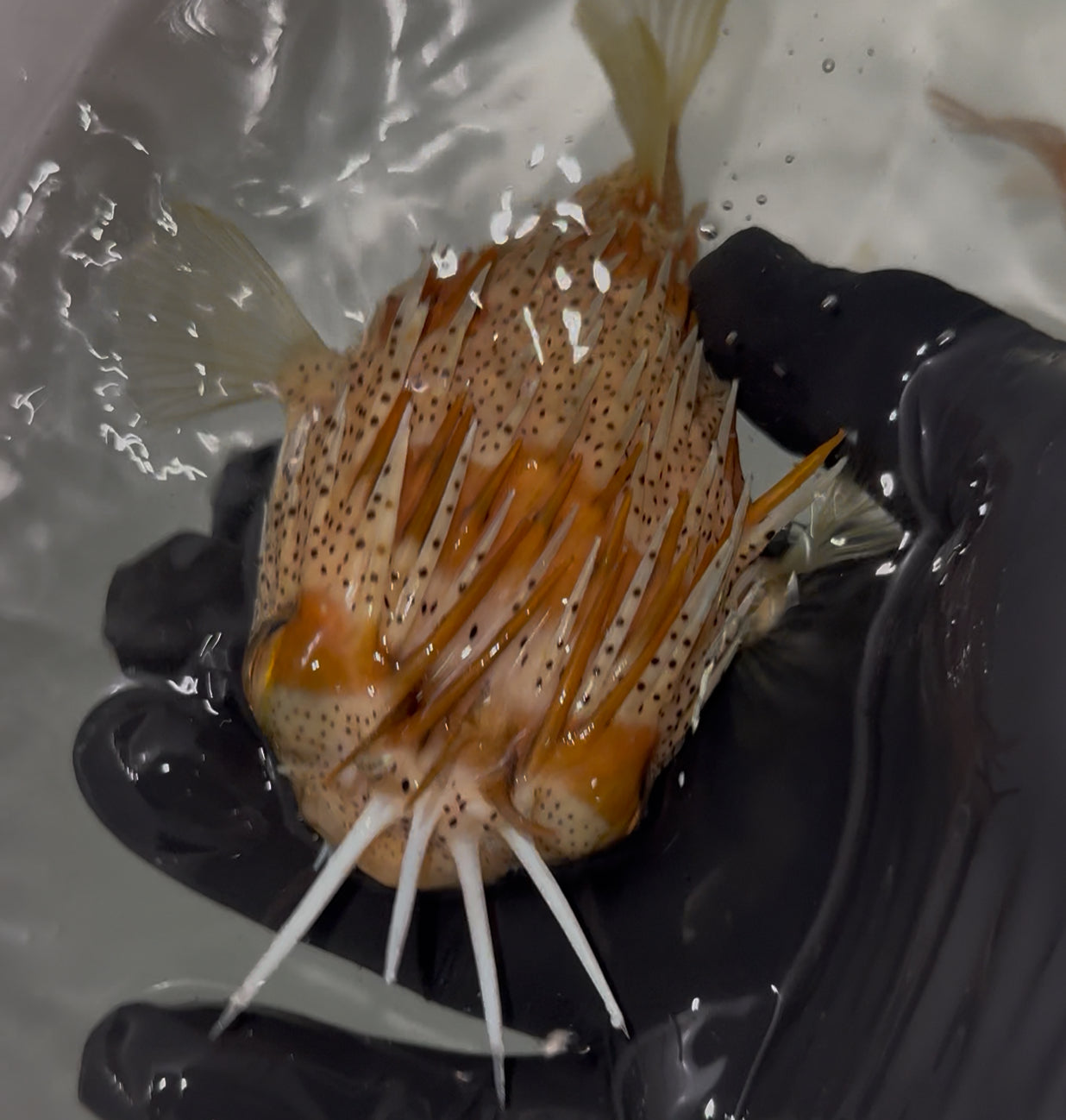 Australian Freckled  Porcupine Puffer (6" PAIR) | Diodon holocanthus Linnaeus