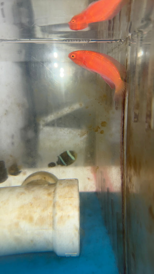 Magma Wrasse (Cirrhilabrus sp)-Newly discovered wrasse (3" male)