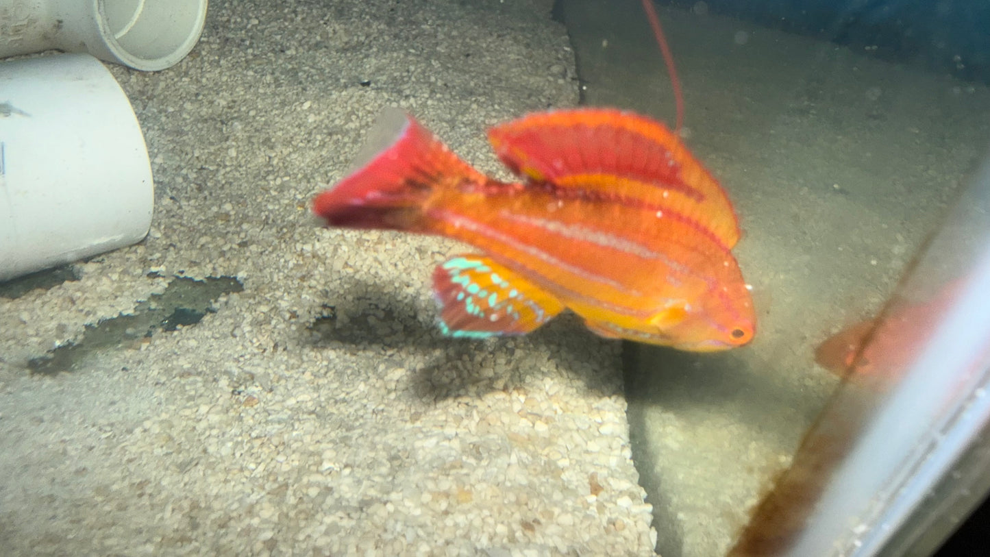 Paracheilinus Attenuatus (3" Male) | Diamond Tail Flasher Wrasse WYSIWYG #2