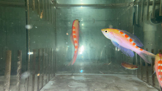 Flavo Anthias