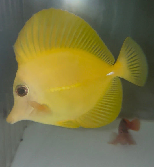 Yellow Tang (Zebrasoma flavescens) 4” (Sea of Japan)WYSIWYG
