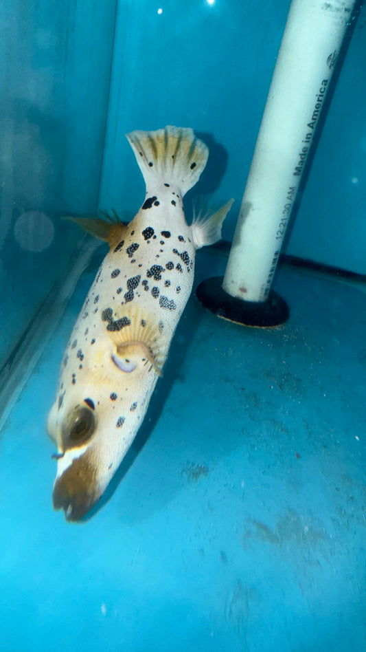 Dalmation (speckled) Dog Face Puffer (6”)