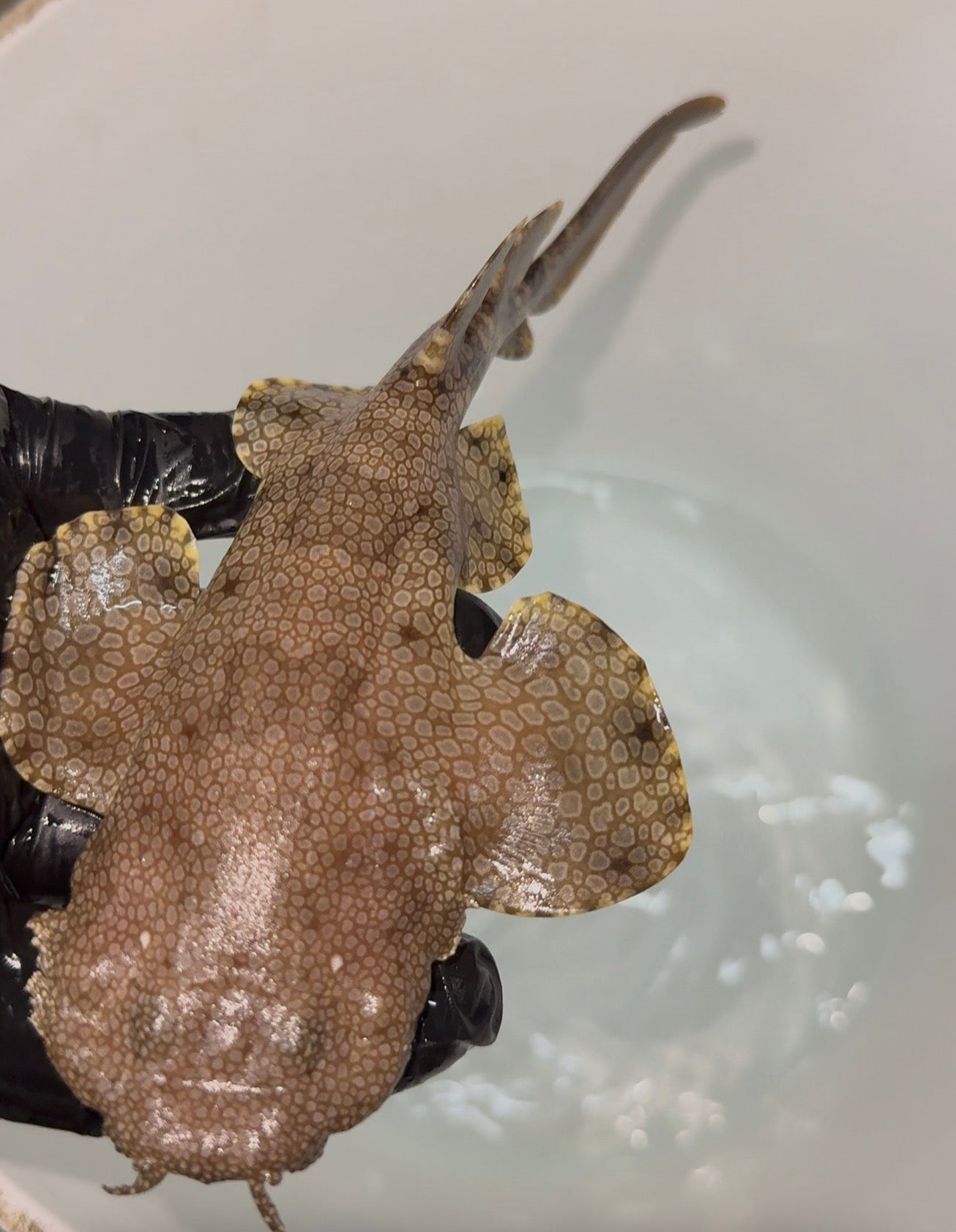 Tasseled Wobbegong|Eicrossorhinus Dasypogon | 10”