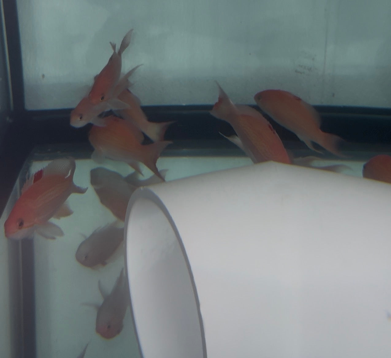 Luzon Anthias(4-5”)