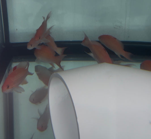 Luzon Anthias(4-5”)