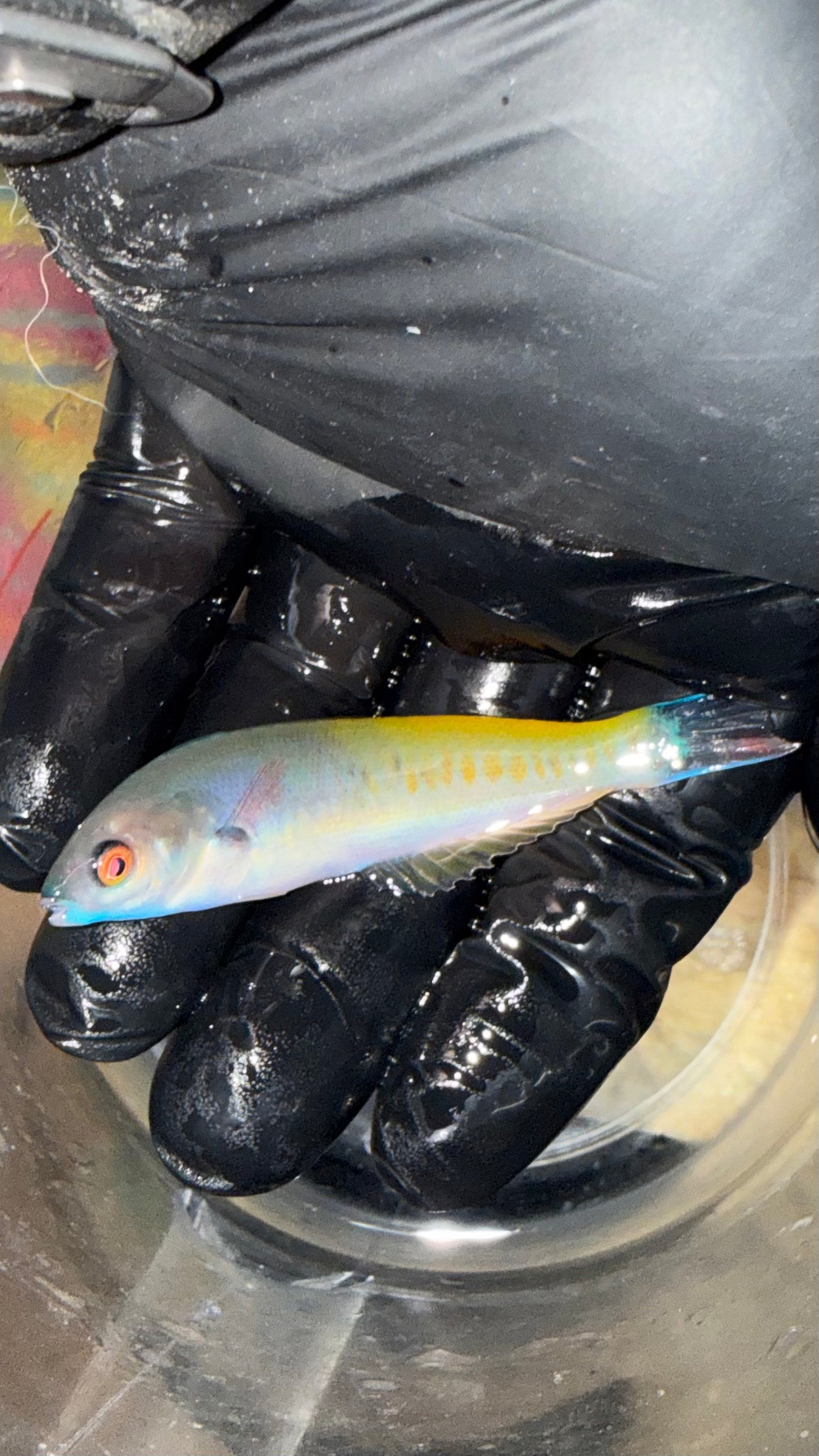 Blue(small tail) Pencil Wrasse (male)