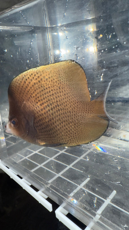 Black-spotted butterflyfish | Chaetodon nigropunctatus