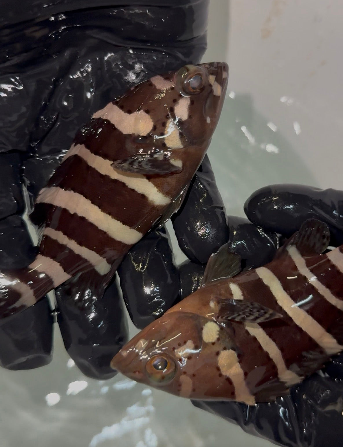 Banded Grouper |Epinephelus amblycephalus (4”)