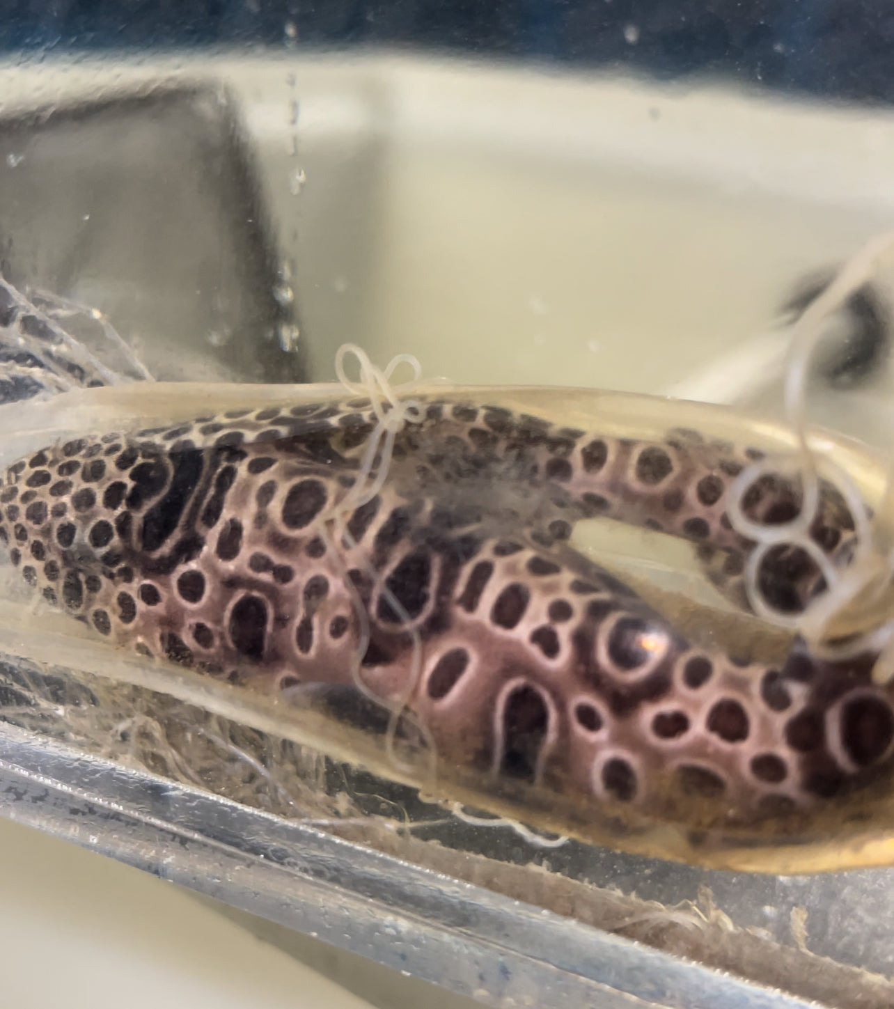 Sarawak pygmy swell shark egg – NYAquatic