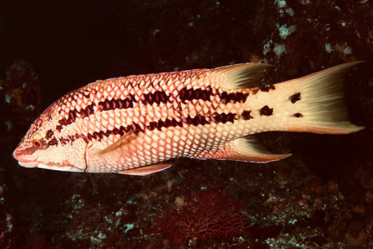 Mexican Hogfish (Bodianus diplotaenia)-3"