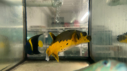 Super Yellow Belly Dog Face Puffer (6" WYSIWYG)