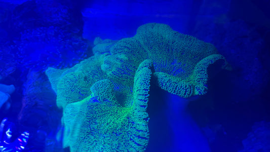 Carpet Anemone-Green Haddoni (15-18")